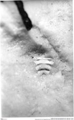 Historisches Foto von Diogenidae indet. (NHMW-AFW-GEO-BACHMAYER-FOTO-1990-0041-1674a)
